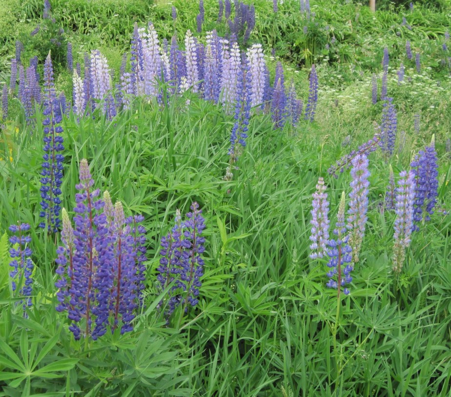 Lupines 