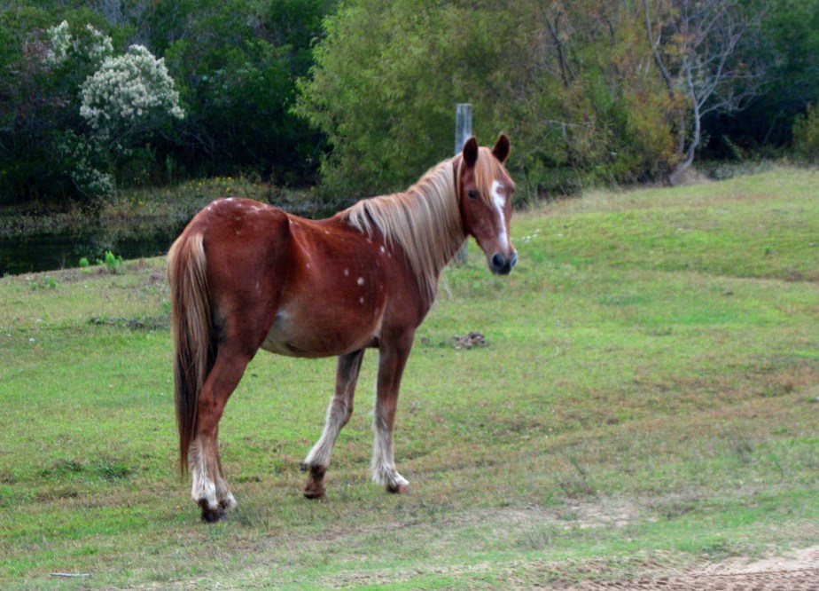 Wild Horse Corolla, North Carolina